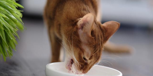 小猫如何正确食用乳酶生（以宠物为主的饮食健康知识）