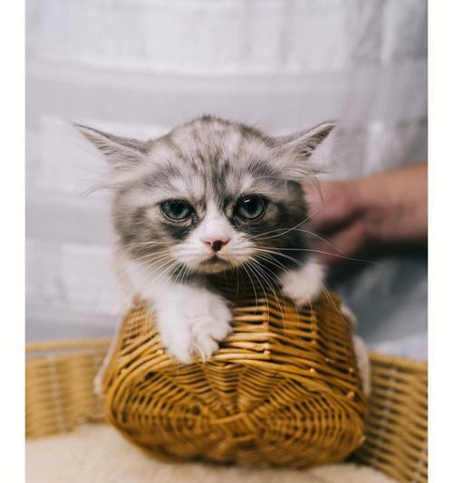 小猫的饮食（以一月的小猫吃什么为例）