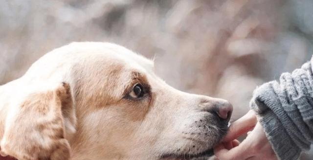 两月幼犬的饮食与呕吐问题解析（宠物犬如何科学饲养）