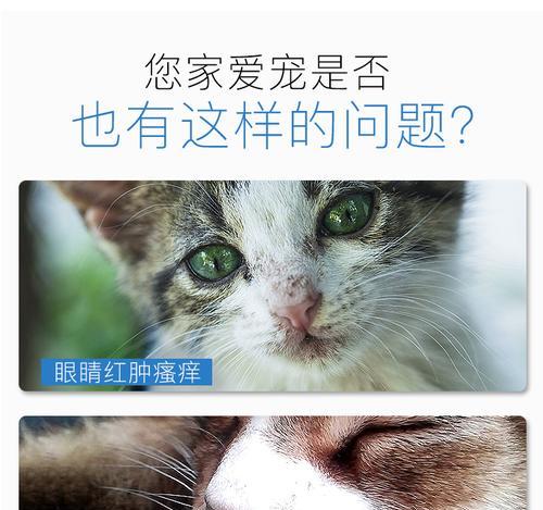 如何正确给宠物猫擦眼药膏（宠物猫的眼部护理技巧）