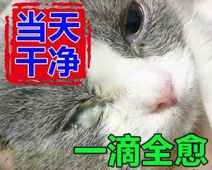 如何正确给宠物猫擦眼药膏（宠物猫的眼部护理技巧）