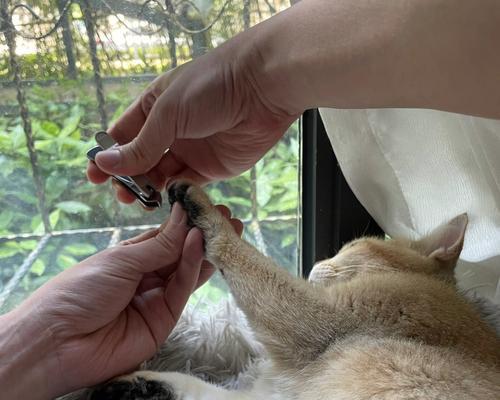 小猫咪指甲修剪指南（如何安全、有效地给宠物猫修剪指甲）