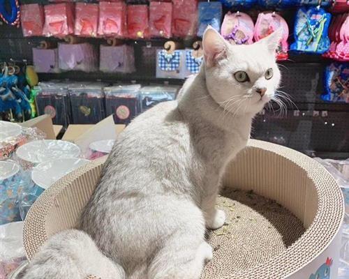 如何判断宠物猫是否抓伤人（识别猫抓伤的特征及处理方法）