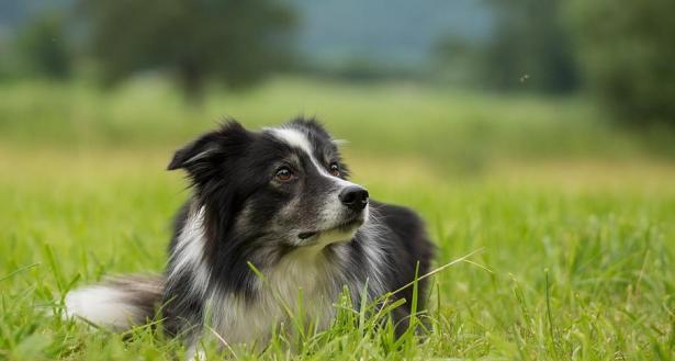 如何选择优质的边境牧羊犬（以品种特性为依据）