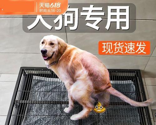 从零开始，让你的宠物成为犬带高手（从零开始）