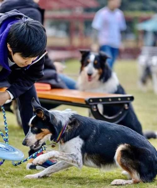 如何训练狗狗成为人类贴心助手（以宠物为主）