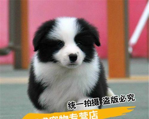 如何选择适合自己的边境牧羊犬（以性格为主）