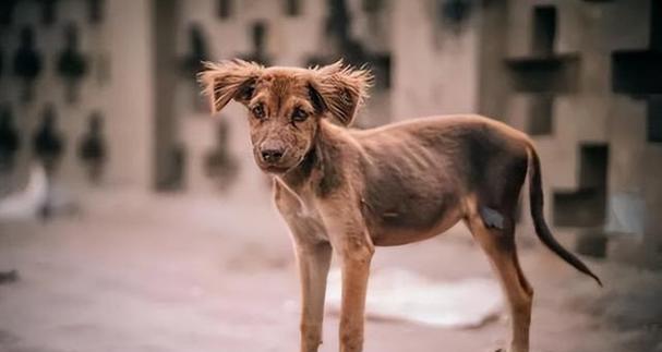 比特犬焦虫病的治疗方法详解（以宠物为主）