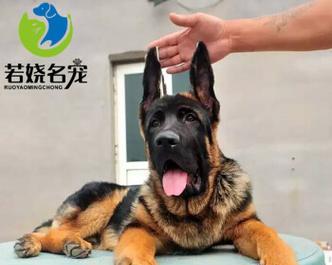 德牧幼犬瘦怎么喂养？详细指南来了！