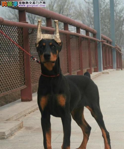 如何辨别纯种杜宾犬（从外貌到性格）