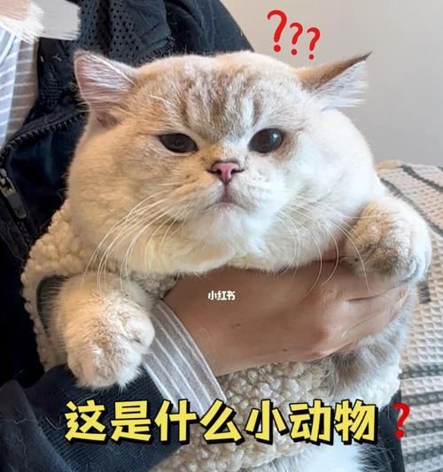 养一只福来恩小猫需要多少钱（宠物养护成本详解）