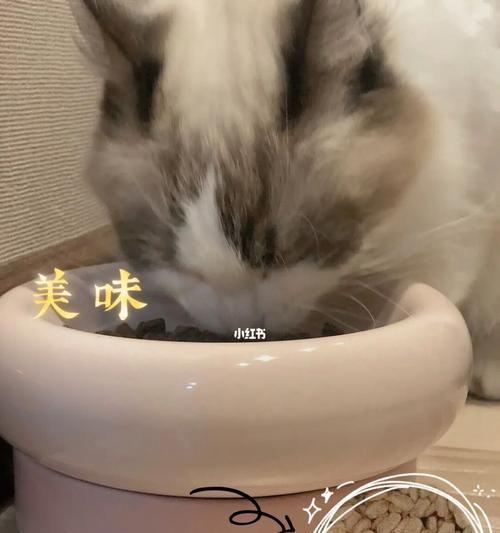 泡猫粮的正确方式（宠物猫的健康食谱）