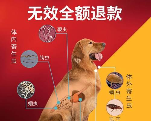 宠物犬第一次驱虫药的正确使用方法（让你的狗狗健康快乐成长）