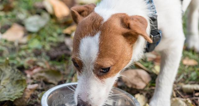 如何处理狗狗食物中毒，喂水有妙招（饮食安全从小事做起）