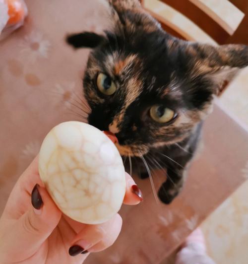 猫咪能吃鸡蛋吗（探究宠物饮食的正确姿势）