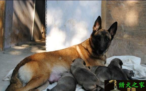 以马犬幼崽多少钱一只（了解以马犬的价格）