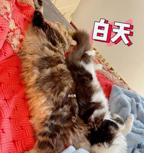 宠物猫白天发烧应该如何处理（家养猫咪在发烧时需要注意什么）