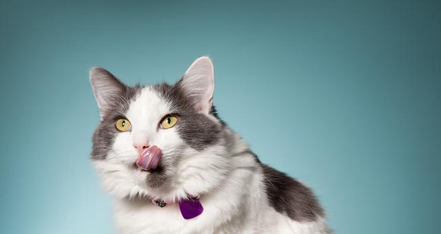 如何检查你的宠物猫是否不吃饭（宠物健康）