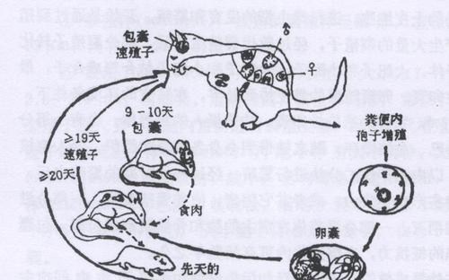 宠物猫粪传染弓形虫的危险性剖析（家庭养猫要谨慎）