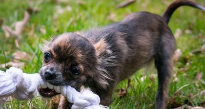 宠物如何避免狂犬病感染（从猫和狗的角度分析狂犬病传播途径）