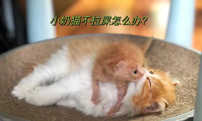 猫咪便便的世界（探寻猫咪便便的神奇变化与健康状况）