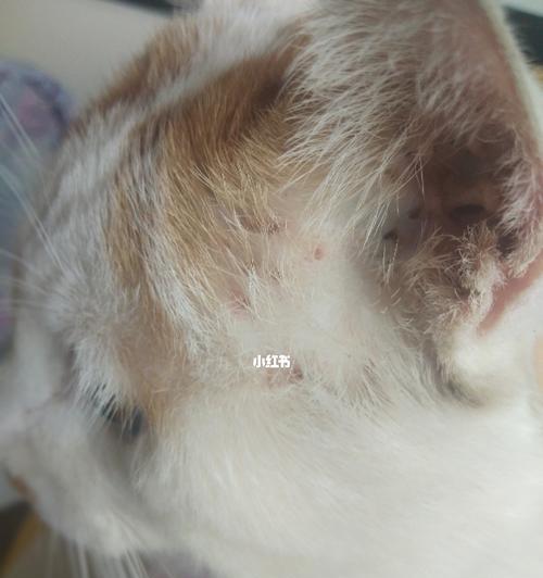 宠物猫咪长耳螨病能否治愈（探讨长耳螨的症状）
