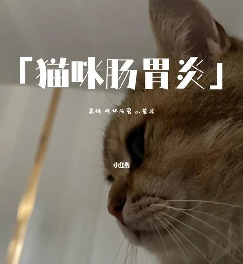 如何识别猫咪肠胃炎（宠物主人必读）