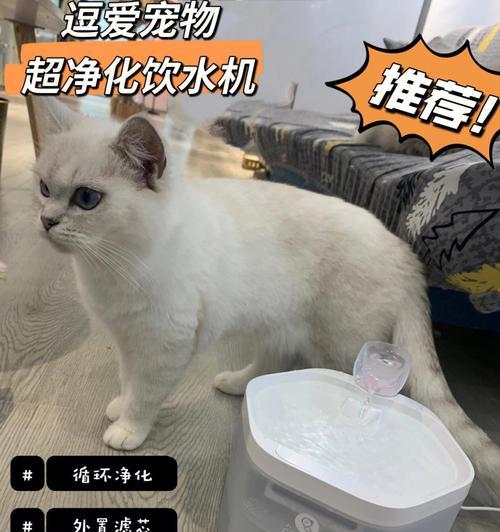 如何使用有效的方式消毒宠物房间（猫咪宠物的房间消毒方法）