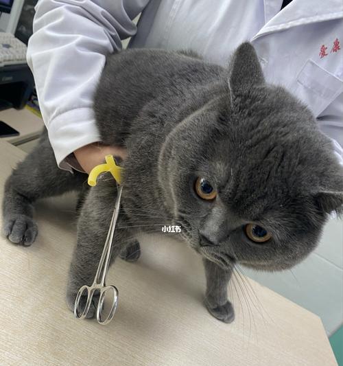 为何猫咪绝育手术越早越好（探讨猫咪绝育手术的时间问题及其影响因素）