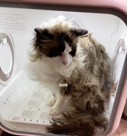 猫咪洗完澡身体凉（宠物爱好者必读）