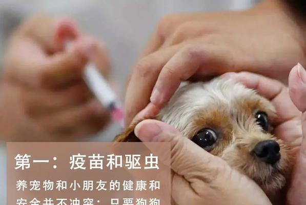 小狗狂犬疫苗接种全指南（宠物保健必备）