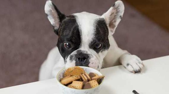 小狗的营养餐——健康成长的秘诀（以宠物为主）