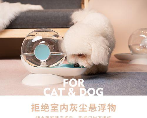 小猫不吃饭不喝水该怎么办（猫咪不进食可能存在的问题和应对方法）