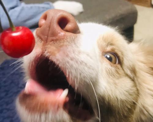 小狗是否能吃苹果（6个月小狗能否享用苹果的美味）