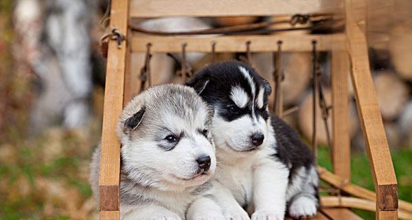 如何科学喂养比格犬幼犬（以狗粮为主的喂养方法）