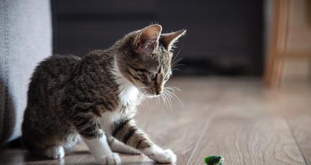 小猫出门后该如何喂食（以宠物为主）