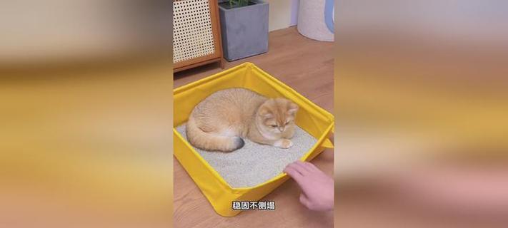 如何教大猫使用猫砂（从零开始）