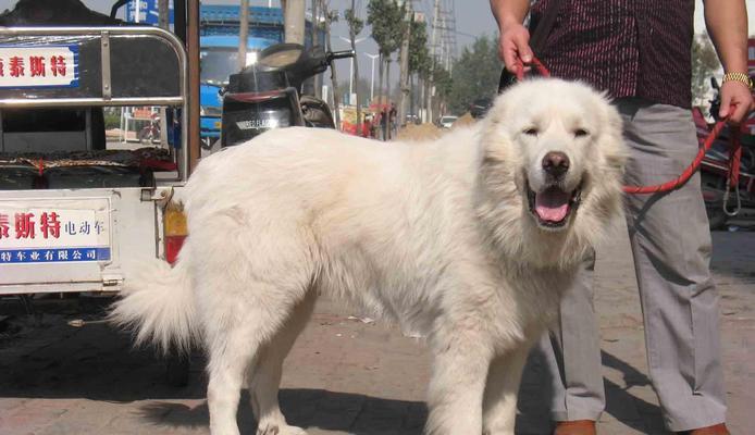 大型犬疫苗接种指南（宠物保健从疫苗开始）