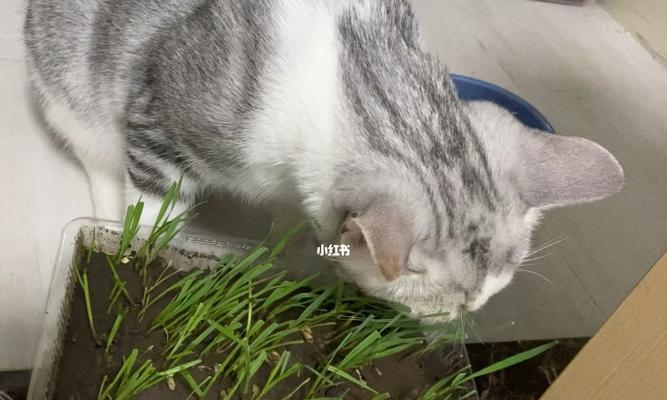 选择合适的猫草让宠物更健康（以多大的猫咪吃猫草）