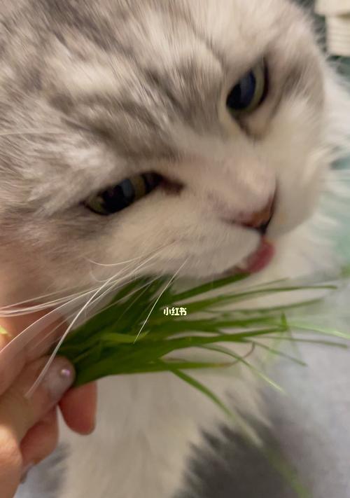 选择合适的猫草让宠物更健康（以多大的猫咪吃猫草）