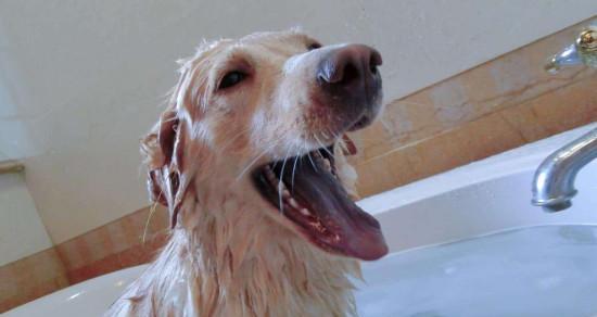 如何准备给你的宠物狗洗澡（为你的狗狗创造一个舒适和安全的洗澡环境）