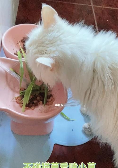 宠物猫的草食需求（猫咪为什么需要吃草）