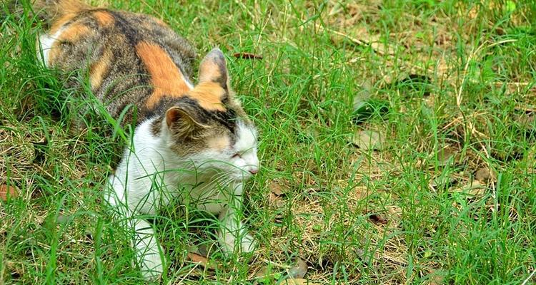 宠物猫的草食需求（猫咪为什么需要吃草）