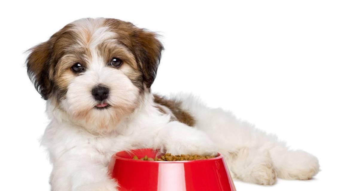 如何预防宠物狗吃长毛的问题（宠物狗常见的长毛食物和应对方法）