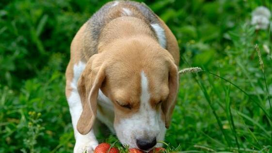 狗吃猪肝有益身体健康的方法（让宠物健康成长的小秘诀）