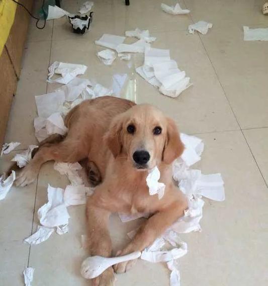 狗狗吃了卫生纸后果严重（如何避免狗狗吃卫生纸）
