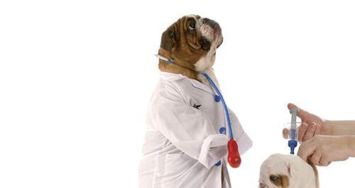 狗狗接种疫苗后呕吐发烧，如何处理（疫苗接种后的不良反应处理方法）