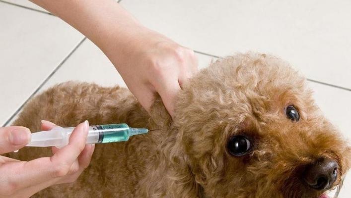 狗狗打完狂犬疫苗后叫是正常现象（解析宠物打完狂犬疫苗后的叫声及注意事项）