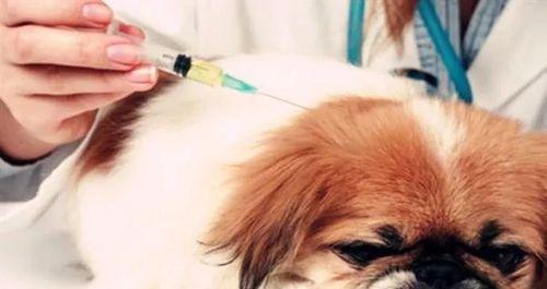 宠物狗狗打疫苗的重要性（保护狗狗健康的关键）