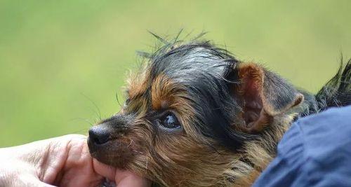 狗狗得了狂犬病，还有救吗（探究狂犬病的预防与治疗方法）